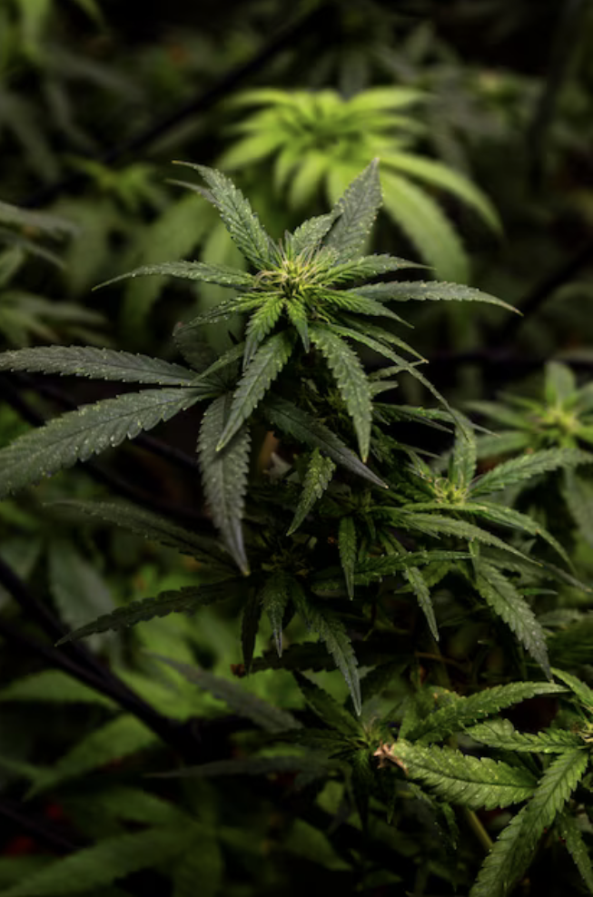 Nahaufnahme einer Cannabispflanze